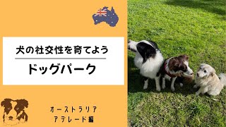 オーストラリアのドッグパークーアデレード編#dogpark #ドッグパーク