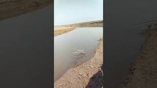На что ловят сазана в узбекистане