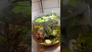 Shrimp Ecosystem