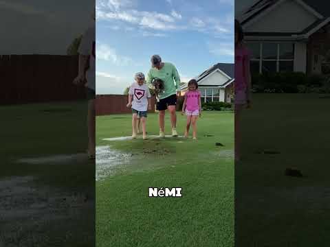 Ez a fűbuborék tönkreteheti a kertedet 😱