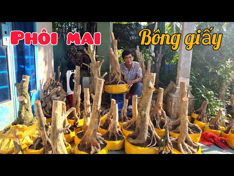 TỒN 19/6/2022 ☎ O984-3O7-139💥PHÔI MAI VÀNG CẦN THƠ | Bonsai Cần Thơ