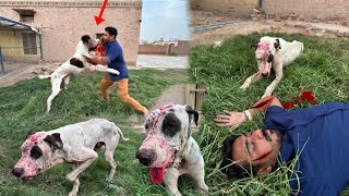 Bully Dog 🐕 Attack Hamza Bhai 😱