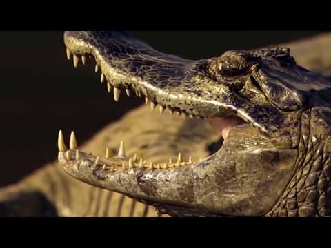 Jaguar vs Kaiman Unterwasser - Unglaubliche aufnahmen aus Südamerika!