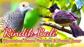 Download lagu Rindik Bali Dipadukan Dengan Suara Burung Perkutut Dan Trucukan Dialam mp3