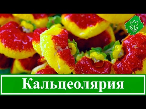 Уход за кальцеолярией в домашних условиях