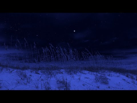 Crickets at the Beach | Binaural Nighttime Ambience | Nature Sounds