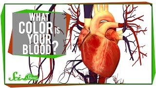 What Color is Your Blood?