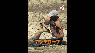 動物には本当に感情があるのか​​？ #自然 #動物プロダクション #animals #動物 #癒し