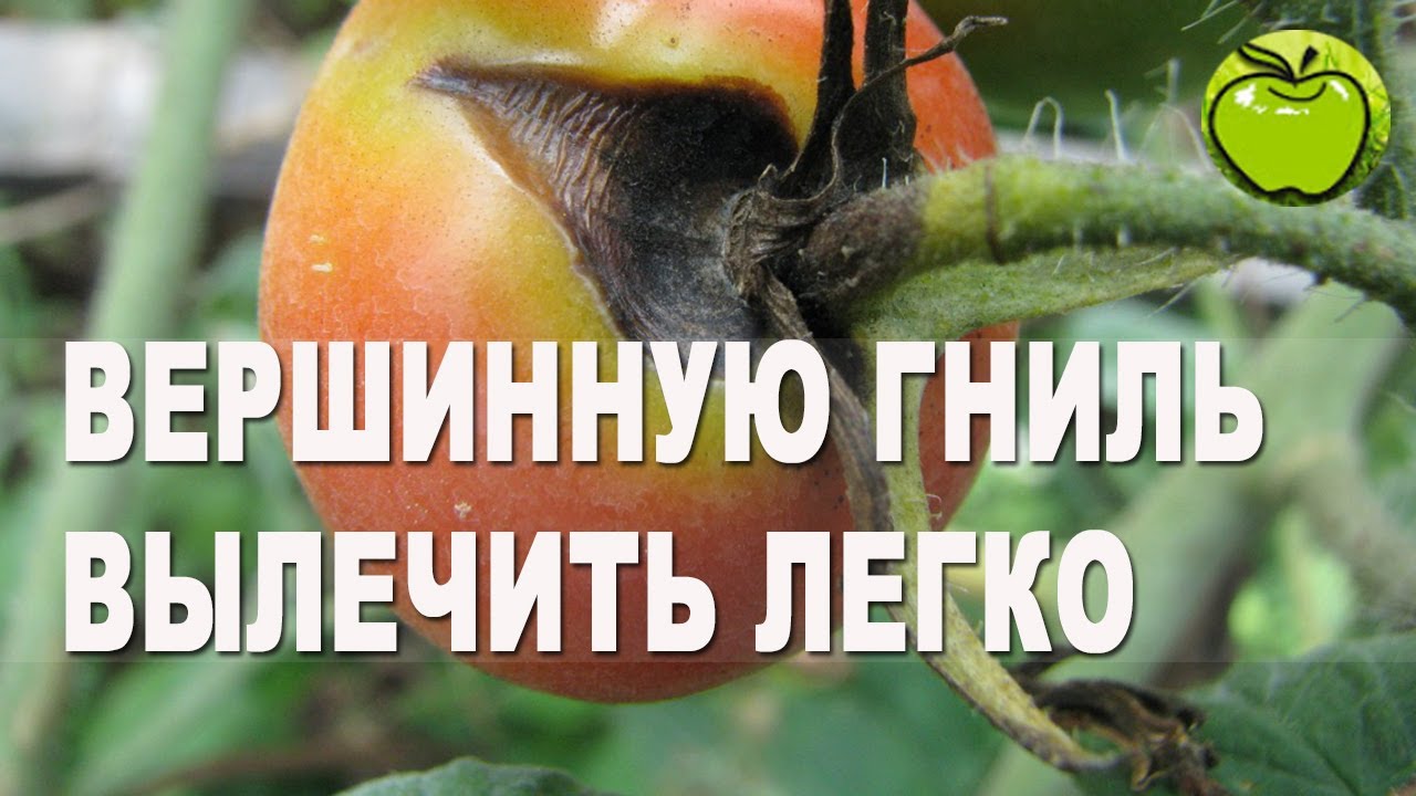Почему томаты с серым пятном? Вершинная гниль на помидорах: причины, лечение и профилактика