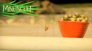 Minuscule - Spider from the dephts / Araignée des abysses (Season 2)