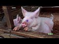 FARM ANIMALS On FARM Real Authentic Sounds Compilation 55 Min EDUCATION KID COLLECTION Part 2