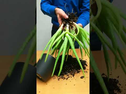 How To Propagate Aloe Plant (By Division)