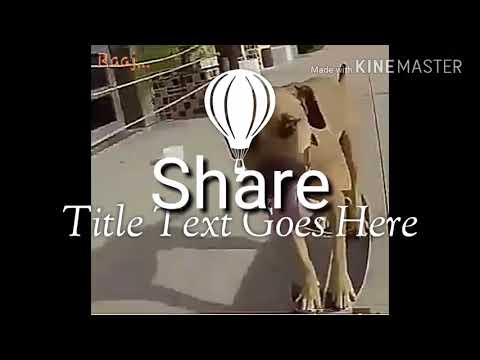 Dog Riding Skateboard