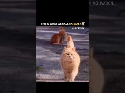 cat wolk #funny cat #cat wolk #viral short #short feed #instagram reel