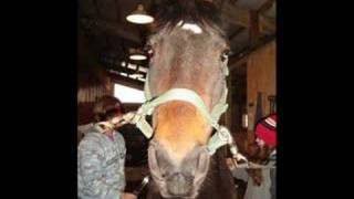 Waka Laka Haley and Rush