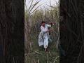Jungle Mein Mangal