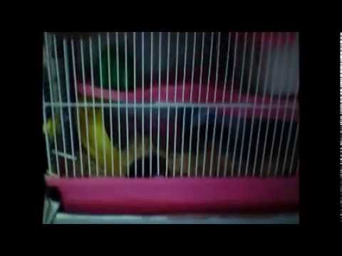 ashrit new pet hamsters