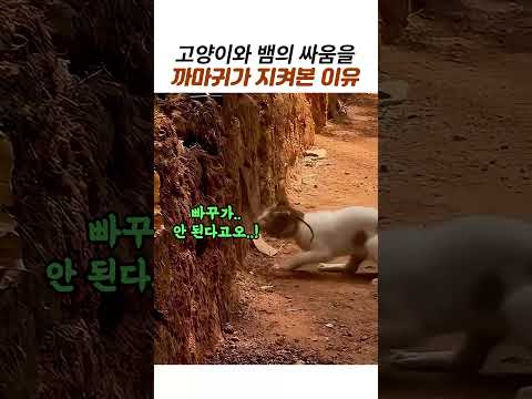 고양이와 뱀의 싸움을 1열에서 지켜본 까마귀ㅋㅋ