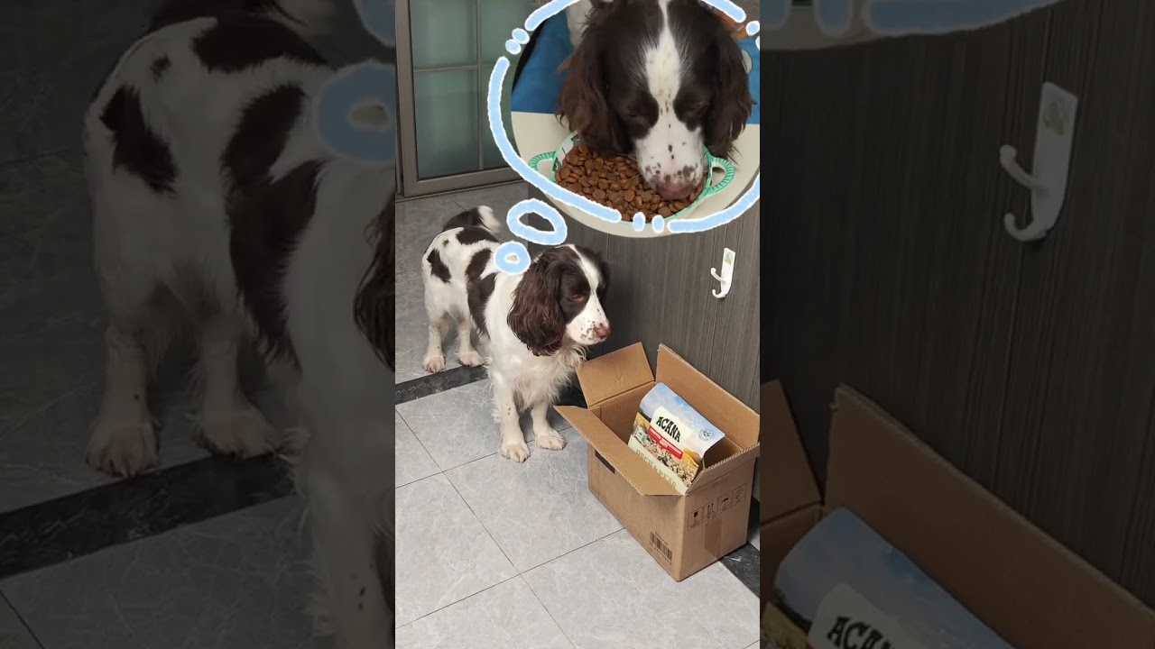 When a dog sees something delicious, it will keep thinking about it. #CutePets #DogIsAmazing #Aca...