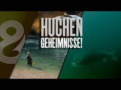 Die größten Huchen Europas? So fängt man sie!