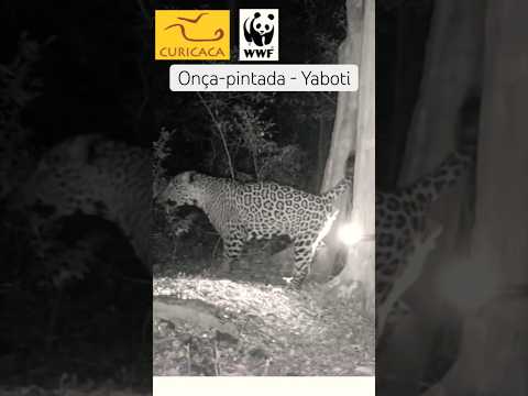 Onça / onça-pintada (Yaboti), Parque Estadual do Turvo em Derrubadas #fauna #animals #wildlife #onça