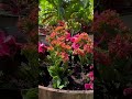 April Flowers for your  Zone 8 - 11 Garden