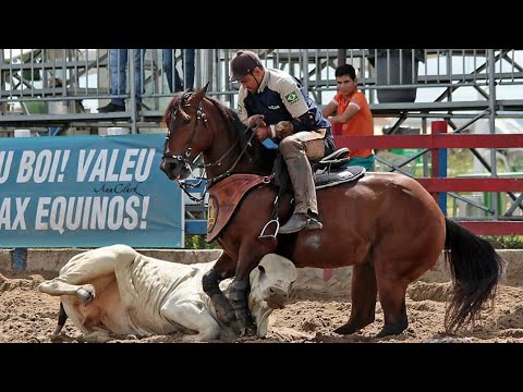Tarcísio do acordeon - Vaqueiro ferroado - (Vaqueiro Do Sertão)