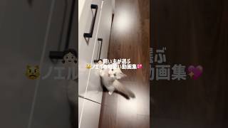 👧🏻飼い主が選ぶ😾ノエルの可愛い動画集💖