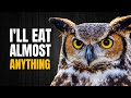 One Of The Most Fascinating And Deadliest Owls In North America The Great Horned Owl