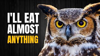 One of the Most Fascinating and Deadliest Owls in North America | The Great horned Owl