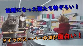 【猫　面白い　かわいい　CM】　ドイツのスーパーのCMが面白い！　twitterで話題になった猫たちが目白押し！！