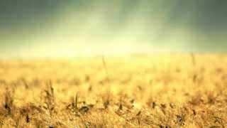 Dirty Paws - Of Monsters and Men (Lyrics Video)