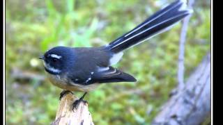 Happy Rhodes - Save Our Souls