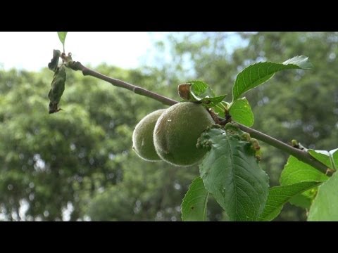 The quarter-acre dream: extended version with gardening advice