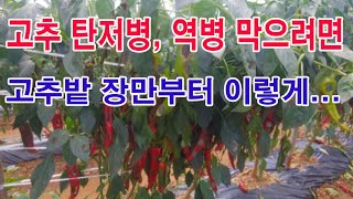 고추 탄저병, 역병 막으려면 고추밭 장만부터 이렇게 (고추 심기, 고추 재배, 고추 병충해, 고추 역병, 고…