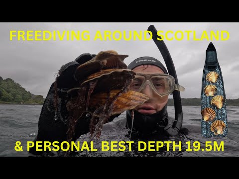 MASSIVE Scallops in Scotland - Spearfishing and Freediving