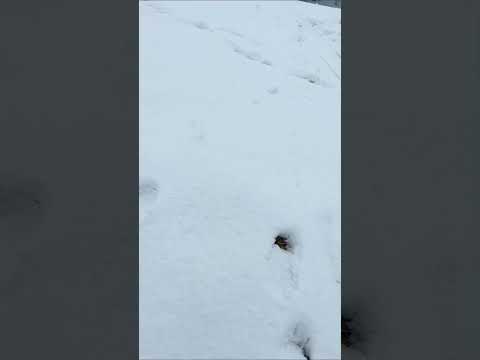 シベリアンハスキーの脱皮