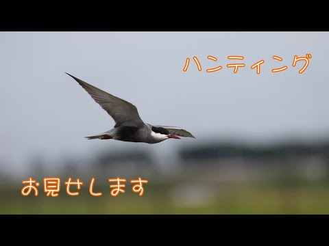タラセウス・ベルギイ
