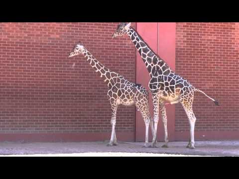 do giraffes have two hearts