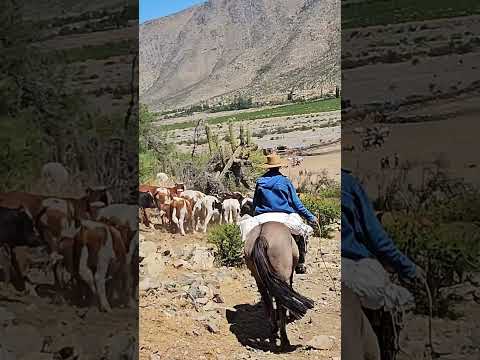 Arrieros de Putaendo Región de Valparaíso Chile Trashumancia en la cordillera de los andes Chile