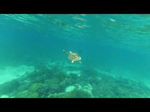 Madagascar - Nosy Be - Demons (Jasmine Thompson)