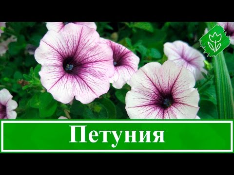 Петунии (Petunia): секреты выращивания