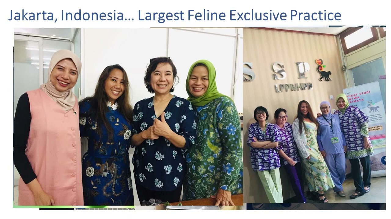 Chemokine Regenerative Therapy for Cats with Chronic Fibrotic Kidney Disease