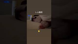 犬も夢見てるよ #ボストンテリア