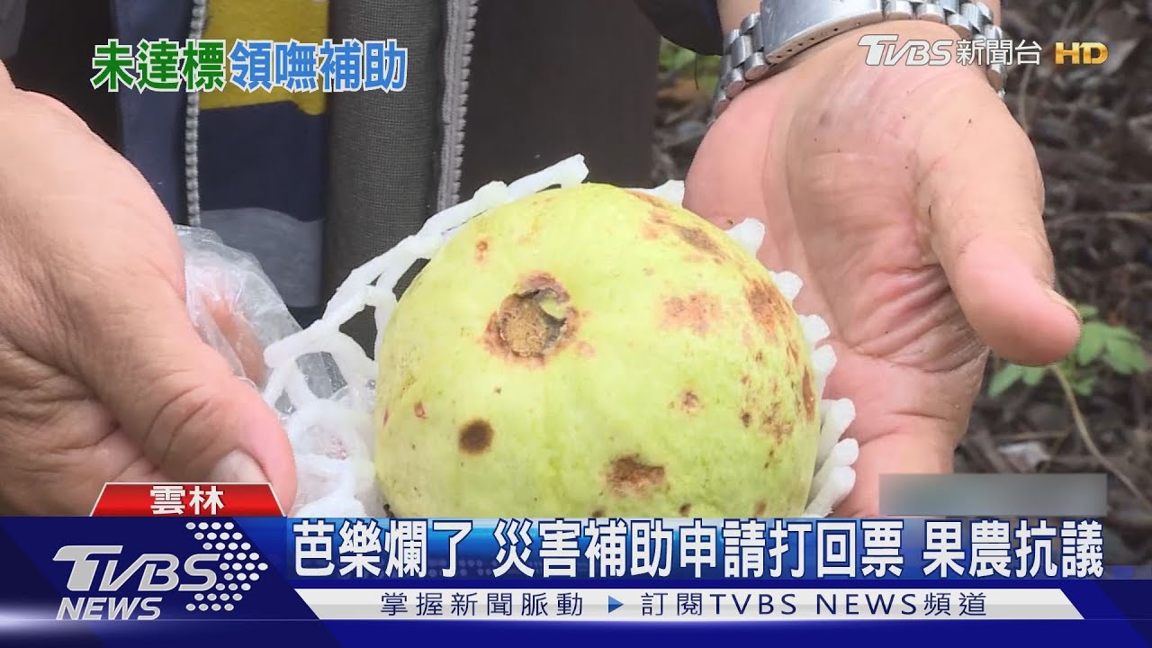 芭樂爛了災害補助申請 打回票果農抗議