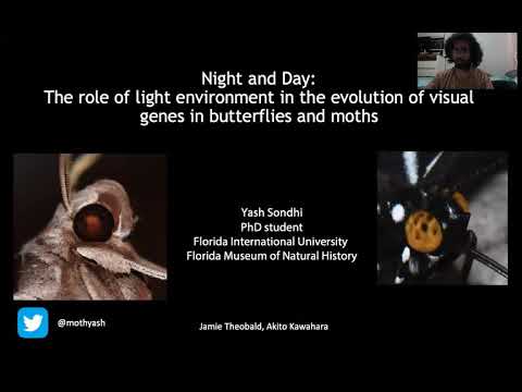 Night and Day: Light drives visual gene evolution in butterflies and moths