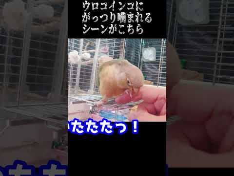 エニコグナトゥス・フェルギネウス
