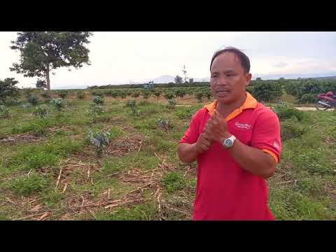 CÔNG DỤNG TUYỆT VỜI CỦA THUỐC MÀ OANH LÙN TV CHIA SẺ GIÚP CÂY CÀ PHÊ PHÁT TRIỂN TỐT VÀ NHIỀU TRÁI.