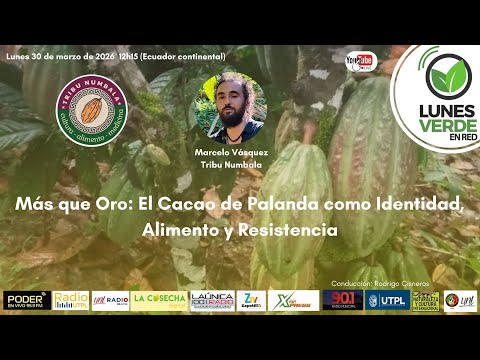 Más que Oro: El Cacao de Palanda como Identidad, Alimento y Resistencia