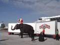 Santa Arrives By Ringling Elephant Dec 2007
